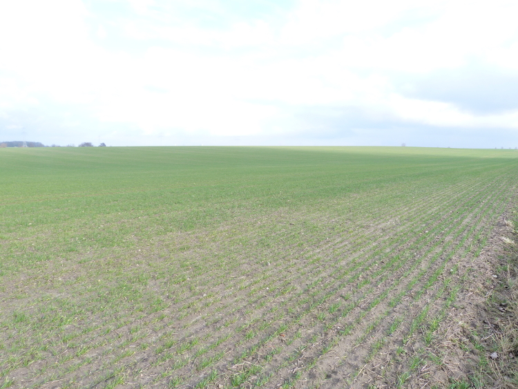 DE wheat field FebruaryP1100314 small
