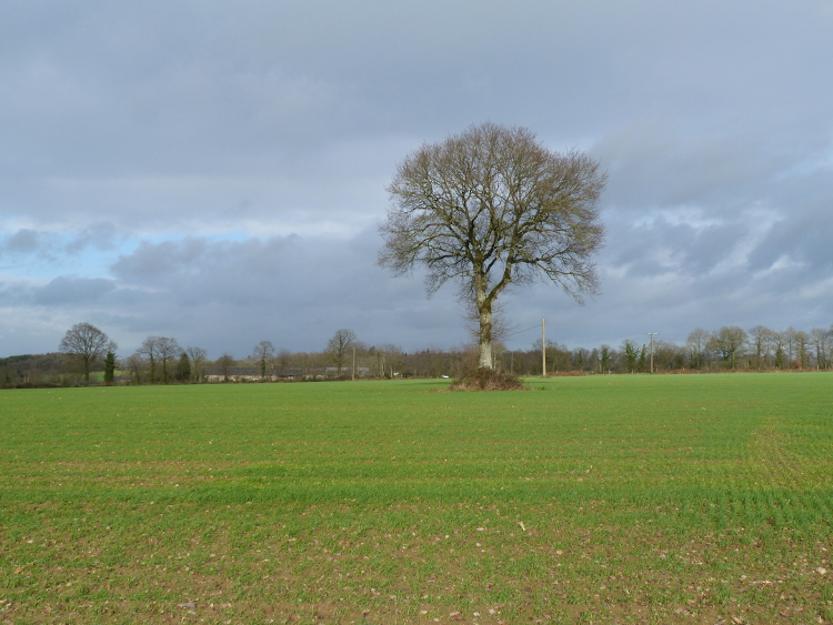 FR wheat with oak tree P1100223 small